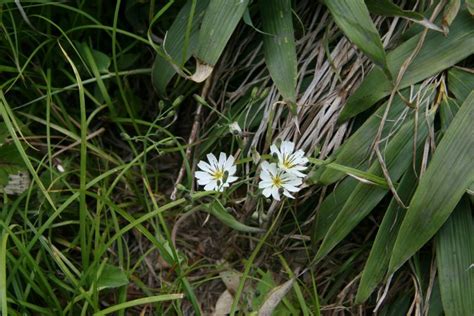 東北 植物|東北森林管理局/植物図鑑・開花季節別索引（春）